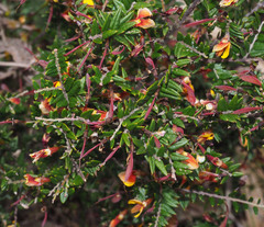 Pultenaea