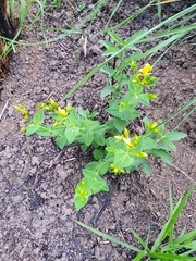 Hypericum aethiopicum