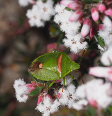 Ocirrhoe unimaculata