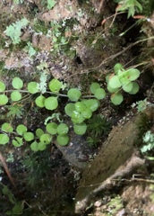 Epilobium nummulariifolium