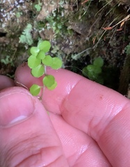 Epilobium nummulariifolium