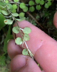 Epilobium nummulariifolium