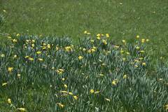 Narcissus