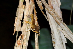 Polypedates macrotis