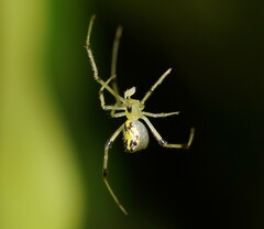 Thwaitesia nigronodosa
