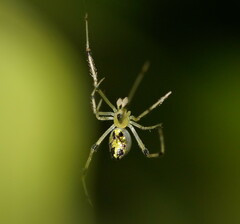 Thwaitesia nigronodosa