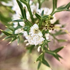 Grevillea trifida