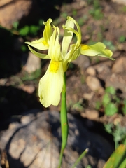 Moraea neglecta