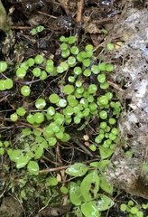 Epilobium nummulariifolium