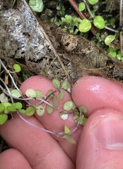 Epilobium nummulariifolium
