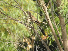 Centropus phasianinus