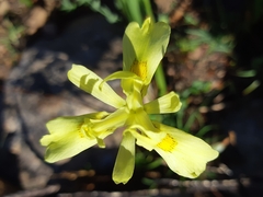 Moraea neglecta