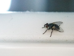 Calyptratae