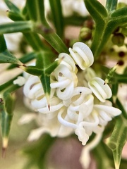 Grevillea trifida