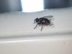 Calyptratae