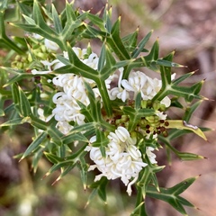 Grevillea trifida