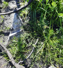 Crotalarieae