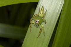 Mopsus mormon