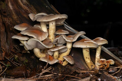 Hypholoma