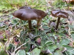 Entoloma sericeum
