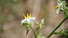Dianella caerulea