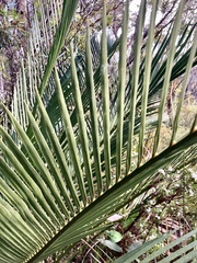 Macrozamia