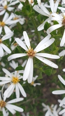 Olearia muelleri