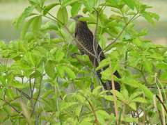 Centropus phasianinus