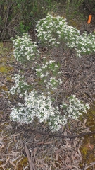 Olearia muelleri