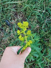 Euphorbia virgata