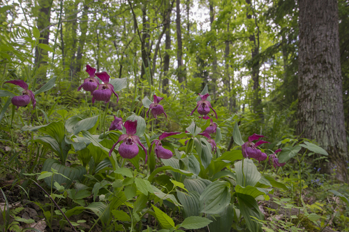 Cypripedium macranthos iNat (1)