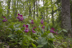 Cypripedium macranthos