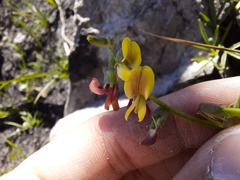Crotalarieae