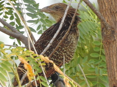 Centropus phasianinus