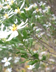Olearia muelleri