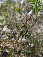 Styphelia setigera