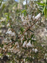 Styphelia setigera