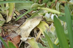 Oligosoma polychroma