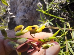 Crotalarieae