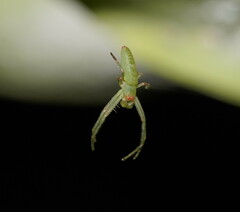 Cetratus rubropunctatus