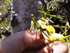 Crotalarieae