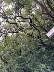 Turdus merula merula