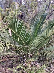 Macrozamia
