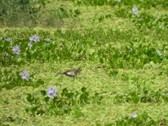 Hydrophasianus chirurgus