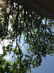 Cnidoscolus megacanthus