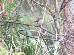 Chrysococcyx basalis