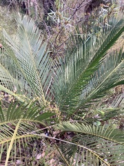 Macrozamia