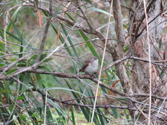 Chrysococcyx basalis