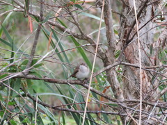 Chrysococcyx basalis