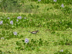 Hydrophasianus chirurgus